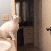 Cat Fail GIF by JustViral
