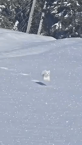 GreenForLuck9691.gif
