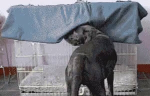 dog-cage.gif