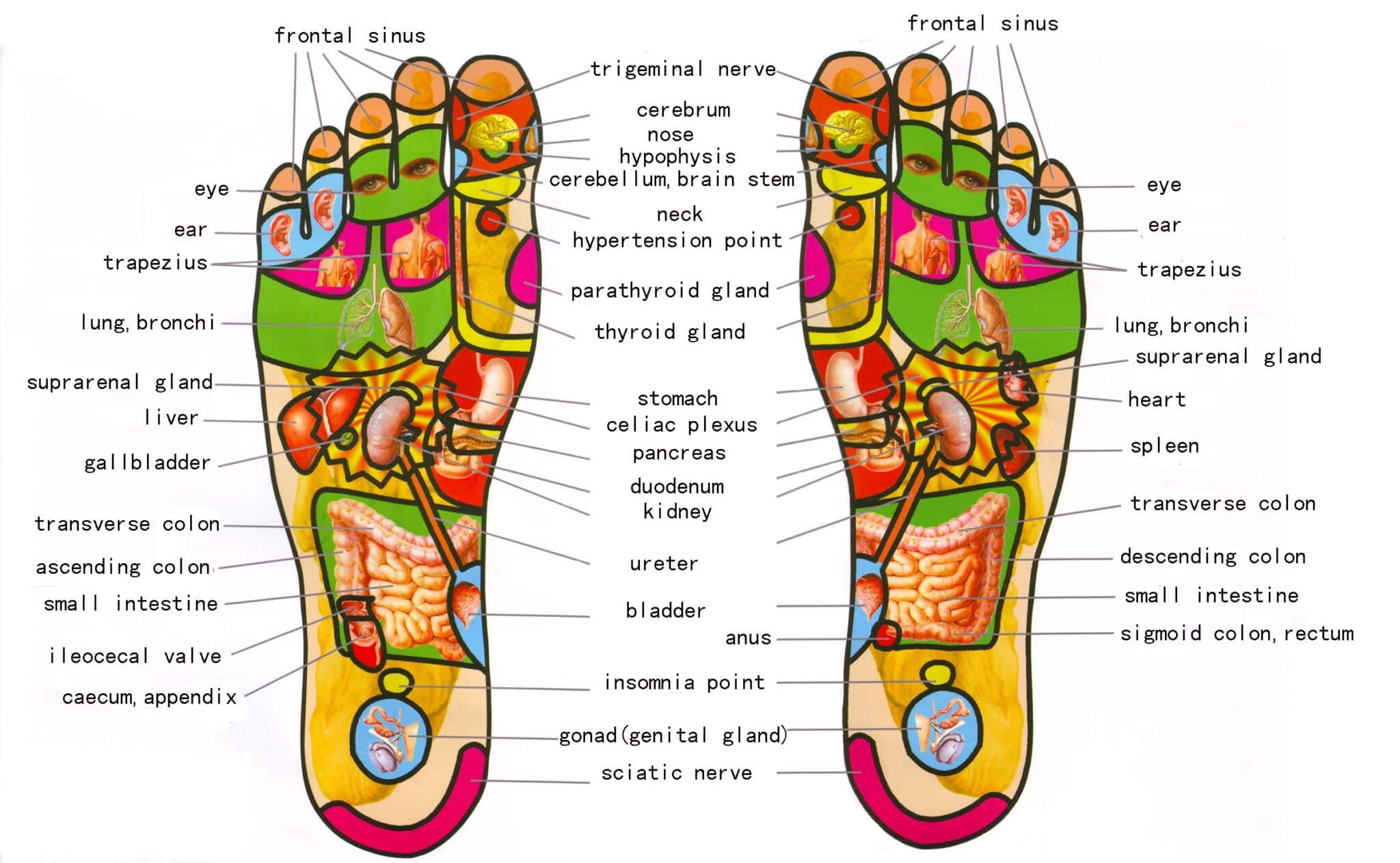 foot-reflexology.jpg