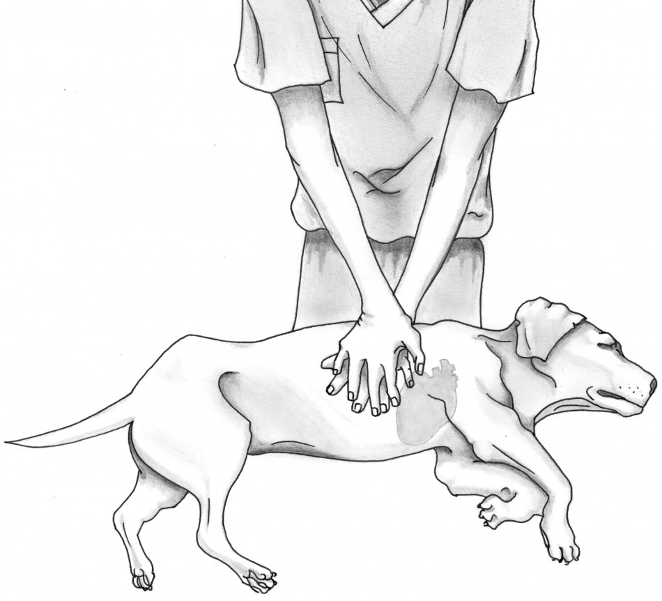 Dog+CPR.jpg