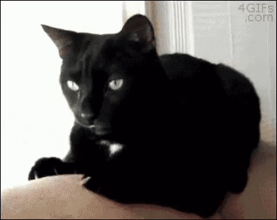 cat-sick-cat-gag.gif