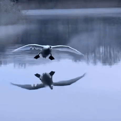 SunnyVibes3353.gif