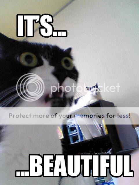1-cat_its_beautiful.jpg