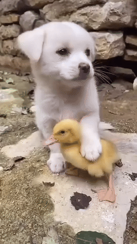 BackToSchool7404.gif