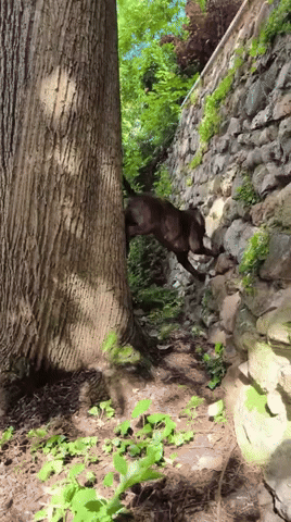 HangTen5352.gif