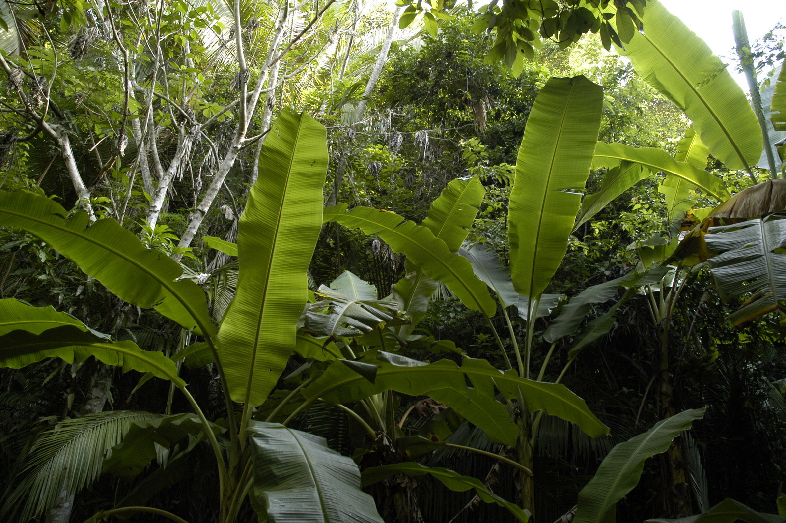 Jungle.jpg