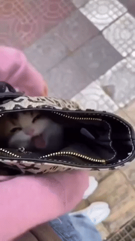 PrezDay6122.gif