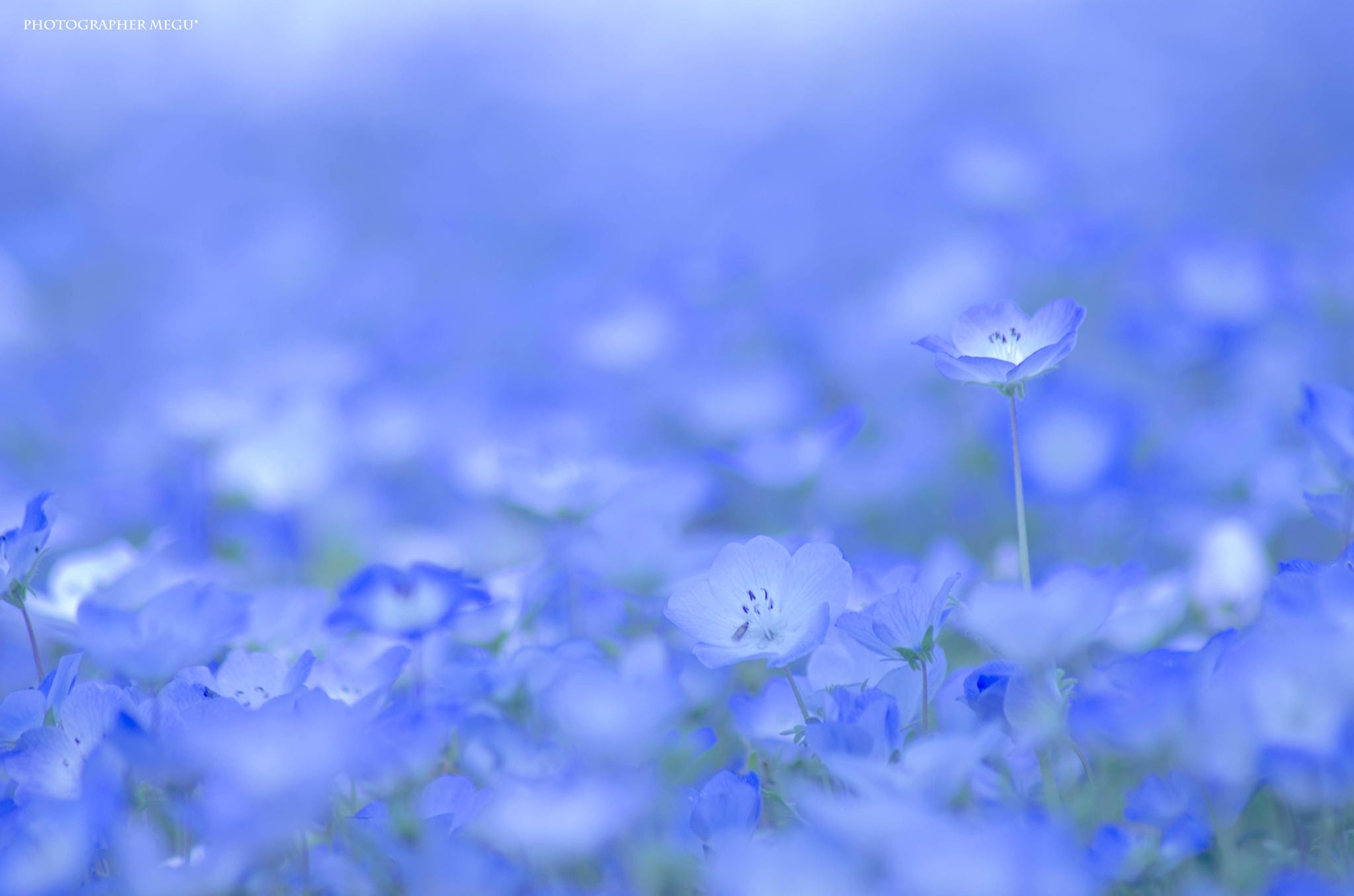 flower-4.jpg