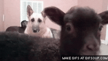 Sheep Bleating GIF