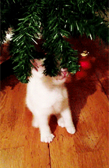 tumblr_mwtazpxEM21t34oz6o3_250.gif