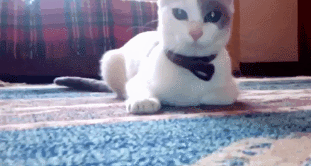 za4ukpt9dgoz.gif