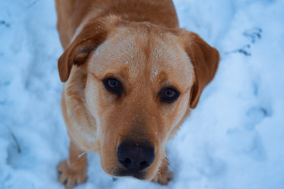 dog-3928173_960_720.jpg