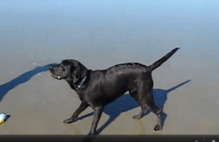 Dog-Uses-Water-Squirt-Bark-Attack-.gif