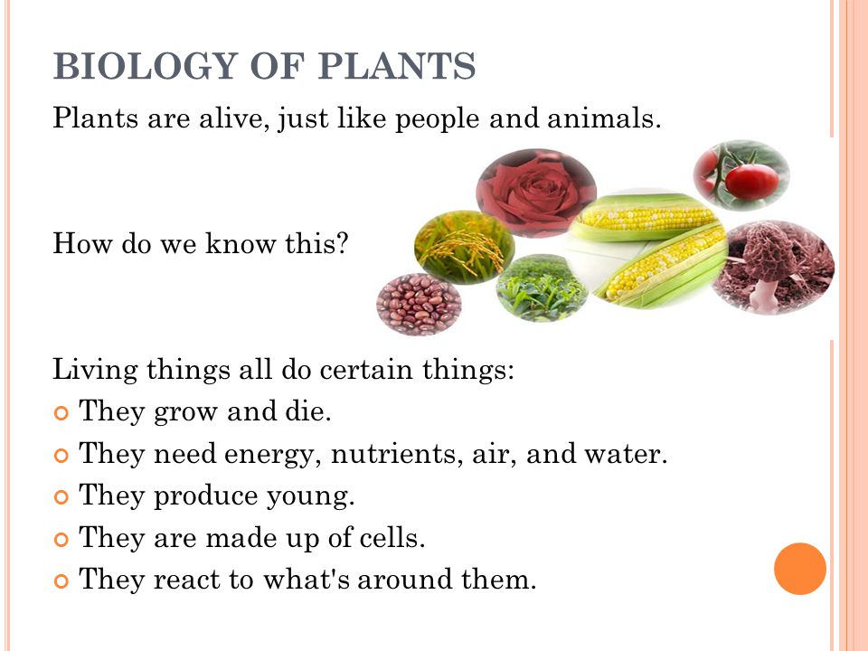 BIOLOGY+OF+PLANTS+Plants+are+alive%2C+just+like+people+and+animals..jpg