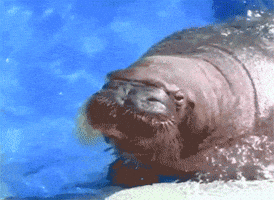 water spit GIF