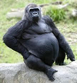 gorilla3.jpg