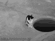 cat-hole.gif