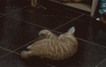 tumblr_mhk3siLGLQ1qzcv7no1_400.gif