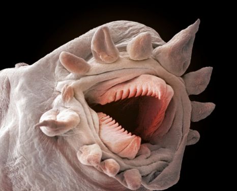 scale_worm_jaws.jpg