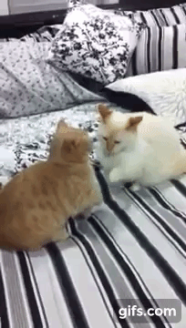 sm9l3d5ex8yy.gif