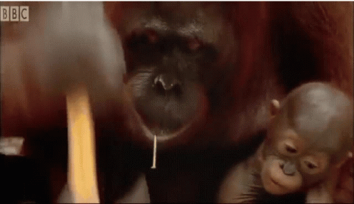 monke-orangutan.gif