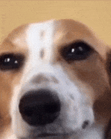 200.gif