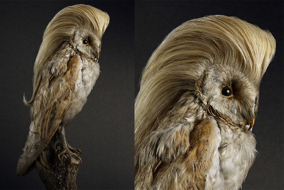 birds_with_hairdos_1.jpg