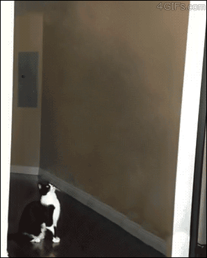 tumblr_n5dxdv52Wj1qdlh1io1_400.gif
