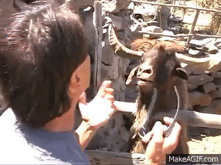 AICf0P.gif