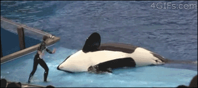 Killer-whale-knocks-over-trainer.gif