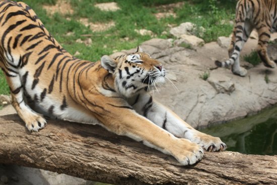 cat-stretch.jpg