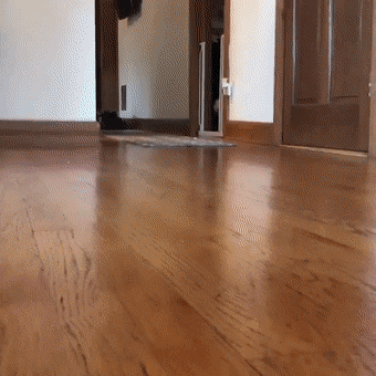ShortMonth6961.gif