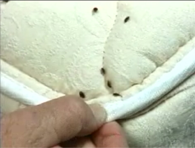 bed_bug_mattress_corner.jpg