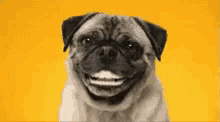 wakeup-smile.gif