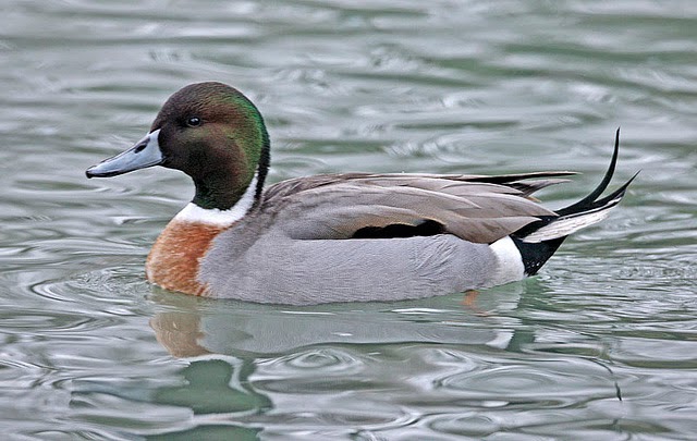 mallard-pintail.jpg