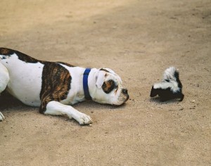 oaklandanimal.com