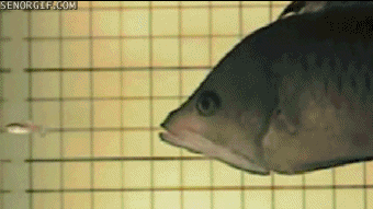 friday_gif_collection_02.gif