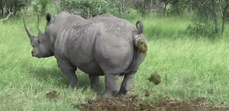 tenor.gif