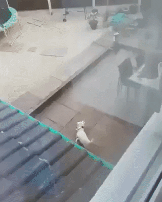 giphy.gif