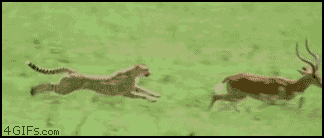 83390520.gif