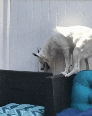 giphy.gif