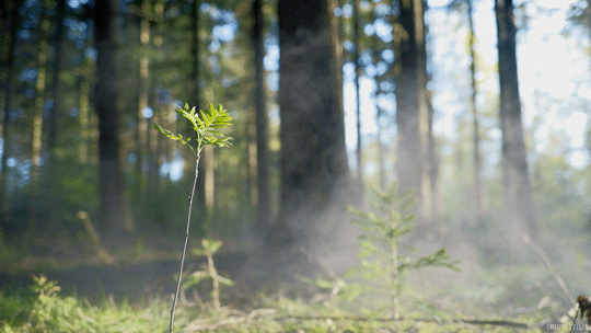 c1413a777f05d5639012dc8c947ad366.gif