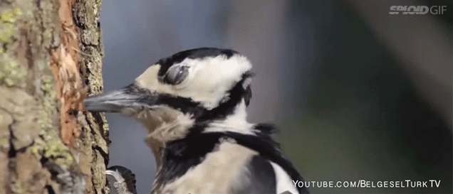 1302705008504701842.gif