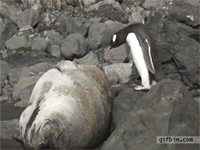 tumblr_muj9qqTr3V1qewacoo8_r1_250.gif