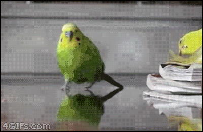 tumblr_mwwyqfoPr91qdlh1io1_400.gif
