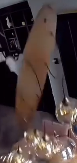 adbb8c278e8b422fe70675ef790dc564.png