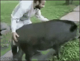 bye-animal-abuse.gif