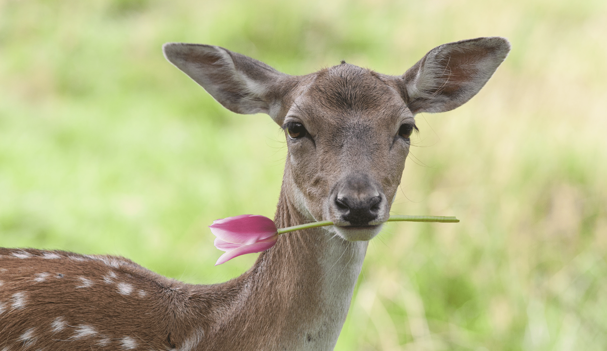 Deer-with-Tulip-Pink.png