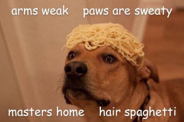 funny-dog-memes.jpg